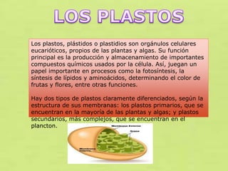 Los plastos, plástidos o plastidios son orgánulos celulares
eucarióticos, propios de las plantas y algas. Su función
principal es la producción y almacenamiento de importantes
compuestos químicos usados por la célula. Así, juegan un
papel importante en procesos como la fotosíntesis, la
síntesis de lípidos y aminoácidos, determinando el color de
frutas y flores, entre otras funciones.
Hay dos tipos de plastos claramente diferenciados, según la
estructura de sus membranas: los plastos primarios, que se
encuentran en la mayoría de las plantas y algas; y plastos
secundarios, más complejos, que se encuentran en el
plancton.

 