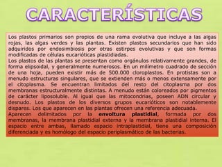Los plastos primarios son propios de una rama evolutiva que incluye a las algas
rojas, las algas verdes y las plantas. Existen plastos secundarios que han sido
adquiridos por endosimbiosis por otras estirpes evolutivas y que son formas
modificadas de células eucarióticas plastidiadas.
Los plastos de las plantas se presentan como orgánulos relativamente grandes, de
forma elipsoidal, y generalmente numerosos. En un milímetro cuadrado de sección
de una hoja, pueden existir más de 500.000 cloroplastos. En protistas son a
menudo estructuras singulares, que se extienden más o menos extensamente por
el citoplasma. Se encuentran limitados del resto del citoplasma por dos
membranas estructuralmente distintas. A menudo están coloreados por pigmentos
de carácter liposoluble. Al igual que las mitocondrias, poseen ADN circular y
desnudo. Los plastos de los diversos grupos eucarióticos son notablemente
dispares. Los que aparecen en las plantas ofrecen una referencia adecuada.
Aparecen delimitados por la envoltura plastidial, formada por dos
membranas, la membrana plastidial externa y la membrana plastidial interna. El
espacio entre ambas, llamado espacio intraplastidial, tiene una composición
diferenciada y es homólogo del espacio periplasmático de las bacterias.

 