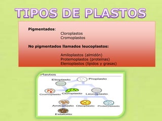 Pigmentados:

Cloroplastos
Cromoplastos

No pigmentados llamados leucoplastos:
Amiloplastos (almidón)
Protemoplastos (proteínas)
Elenioplastos (lípidos y grasas)

 