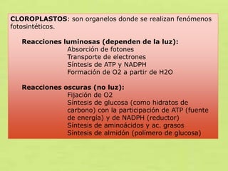 CLOROPLASTOS: son organelos donde se realizan fenómenos
fotosintéticos.
Reacciones luminosas (dependen de la luz):
Absorción de fotones
Transporte de electrones
Síntesis de ATP y NADPH
Formación de O2 a partir de H2O
Reacciones oscuras (no luz):
Fijación de O2
Síntesis de glucosa (como hidratos de
carbono) con la participación de ATP (fuente
de energía) y de NADPH (reductor)
Síntesis de aminoácidos y ac. grasos
Síntesis de almidón (polímero de glucosa)

 