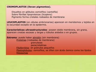 CROMOPLASTOS (llevan pigmentos).
Disueltos en glóbulos osmiofilos (xantofila)
Sobre fibrillas lipoproteicas (licopeno)
Pigmento forma cristales rodeados de membrana
LEUCOPLASTOS (en células embrionarias) aparecen en meristemos y tejidos en
la oscuridad excepto en la epidermis.
Características ultraestructurales: poseen doble membrana, sin grana,
aparecen crestas escasas y largas y túbulos aislados o en grupos.
Estroma: puede haber almidón (sin membrana)
Proteínas (rodeadas de membrana)
granulasas
paracristalinas
Fitoferritina: en gránulos pequeños
Plastoglobulos: osmiofilos, se tiñen con ácido ósmico como los lípidos
Ribosomas

 