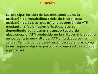 Función
La principal función de las mitocondrias es la
oxidación de metabolitos (ciclo de Krebs, betaoxidación de ácidos grasos) y la obtención de ATP
mediante la fosforilación oxidativa, que es
dependiente de la cadena transportadora de
electrones; el ATP producido en la mitocondria supone
un porcentaje muy alto del ATP sintetizado por la
célula. También sirve de almacén de sustancias como
iones, agua y algunas partículas como restos de virus
y proteínas.

 