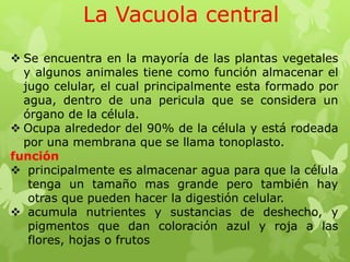 La Vacuola central
 Se encuentra en la mayoría de las plantas vegetales
y algunos animales tiene como función almacenar el
jugo celular, el cual principalmente esta formado por
agua, dentro de una pericula que se considera un
órgano de la célula.
 Ocupa alrededor del 90% de la célula y está rodeada
por una membrana que se llama tonoplasto.
función
 principalmente es almacenar agua para que la célula
tenga un tamaño mas grande pero también hay
otras que pueden hacer la digestión celular.
 acumula nutrientes y sustancias de deshecho, y
pigmentos que dan coloración azul y roja a las
flores, hojas o frutos

 