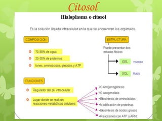 Citosol

 