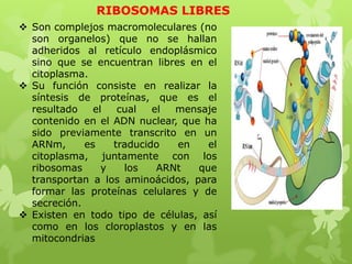 RIBOSOMAS LIBRES
 Son complejos macromoleculares (no
son organelos) que no se hallan
adheridos al retículo endoplásmico
sino que se encuentran libres en el
citoplasma.
 Su función consiste en realizar la
síntesis de proteínas, que es el
resultado
el
cual
el
mensaje
contenido en el ADN nuclear, que ha
sido previamente transcrito en un
ARNm,
es
traducido
en
el
citoplasma, juntamente con los
ribosomas
y
los
ARNt
que
transportan a los aminoácidos, para
formar las proteínas celulares y de
secreción.
 Existen en todo tipo de células, así
como en los cloroplastos y en las
mitocondrias

 
