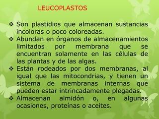LEUCOPLASTOS
 Son plastidios que almacenan sustancias
incoloras o poco coloreadas.
 Abundan en órganos de almacenamientos
limitados
por
membrana
que
se
encuentran solamente en las células de
las plantas y de las algas.
 Están rodeados por dos membranas, al
igual que las mitocondrias, y tienen un
sistema de membranas internas que
pueden estar intrincadamente plegadas.
 Almacenan almidón o, en algunas
ocasiones, proteínas o aceites.

 