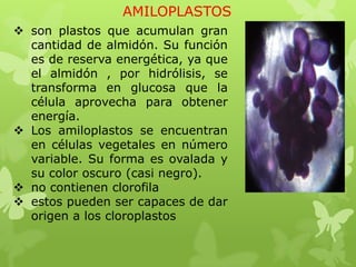 AMILOPLASTOS
 son plastos que acumulan gran
cantidad de almidón. Su función
es de reserva energética, ya que
el almidón , por hidrólisis, se
transforma en glucosa que la
célula aprovecha para obtener
energía.
 Los amiloplastos se encuentran
en células vegetales en número
variable. Su forma es ovalada y
su color oscuro (casi negro).
 no contienen clorofila
 estos pueden ser capaces de dar
origen a los cloroplastos

 