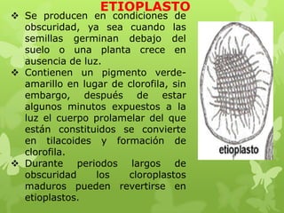 ETIOPLASTO

 Se producen en condiciones de
obscuridad, ya sea cuando las
semillas germinan debajo del
suelo o una planta crece en
ausencia de luz.
 Contienen un pigmento verdeamarillo en lugar de clorofila, sin
embargo, después de estar
algunos minutos expuestos a la
luz el cuerpo prolamelar del que
están constituidos se convierte
en tilacoides y formación de
clorofila.
 Durante periodos largos de
obscuridad
los
cloroplastos
maduros pueden revertirse en
etioplastos.

 
