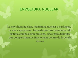 ENVOLTURA NUCLEAR

La envoltura nuclear, membrana nuclear o carioteca,
es una capa porosa, formada por dos membranas de
distinta composición proteica, sirve para delimitar
dos compartimentos funcionales dentro de la célula
misma

 