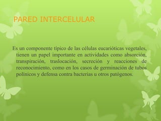PARED INTERCELULAR

Es un componente típico de las células eucarióticas vegetales,
tienen un papel importante en actividades como absorción,
transpiración, traslocación, secreción y reacciones de
reconocimiento, como en los casos de germinación de tubos
polínicos y defensa contra bacterias u otros patógenos.

 