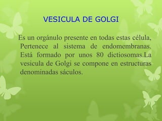 VESICULA DE GOLGI
Es un orgánulo presente en todas estas célula,
Pertenece al sistema de endomembranas.
Está formado por unos 80 dictiosomas.La
vesicula de Golgi se compone en estructuras
denominadas sáculos.

 