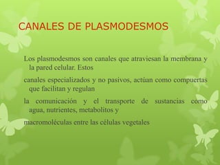 CANALES DE PLASMODESMOS
Los plasmodesmos son canales que atraviesan la membrana y
la pared celular. Estos
canales especializados y no pasivos, actúan como compuertas
que facilitan y regulan
la comunicación y el transporte de sustancias como
agua, nutrientes, metabolitos y

macromoléculas entre las células vegetales

 