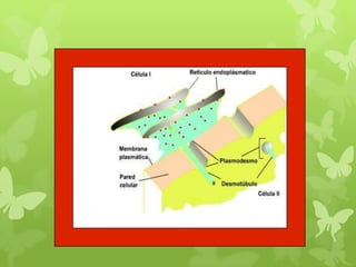 Eucariota vegetal blog