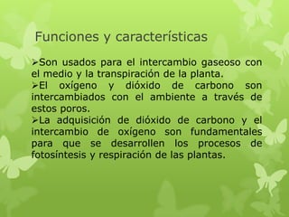 Funciones y características
Son usados para el intercambio gaseoso con
el medio y la transpiración de la planta.
El oxígeno y dióxido de carbono son
intercambiados con el ambiente a través de
estos poros.
La adquisición de dióxido de carbono y el
intercambio de oxígeno son fundamentales
para que se desarrollen los procesos de
fotosíntesis y respiración de las plantas.

 