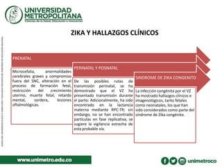 ZIKA Y HALLAZGOS CLÍNICOS
PRENATAL
Microcefalia, anormalidades
cerebrales graves y compromiso
fuera del SNC, alteración en el
proceso de formación fetal,
restricción del crecimiento
uterino, muerte fetal, retardo
mental, sordera, lesiones
oftalmológicas.
PERINATAL Y POSNATAL
De las posibles rutas de
transmisión perinatal, se ha
demostrado que el VZ ha
presentado transmisión durante
el parto: Adicionalmente, ha sido
encontrado en la lactancia
materna mediante RPC-TR; sin
embargo, no se han encontrado
partículas en fase replicativa, se
sugiere la vigilancia estrecha de
esta probable vía.
SINDROME DE ZIKA CONGENITO
La infección congénita por el VZ
ha mostrado hallazgos clínicos e
imagenológicos, tanto fetales
como neonatales, los que han
sido considerados como parte del
síndrome de Zika congénito.
 