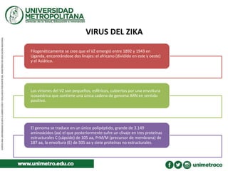 VIRUS DEL ZIKA
Filogenéticamente se cree que el VZ emergió entre 1892 y 1943 en
Uganda, encontrándose dos linajes: el africano (dividido en este y oeste)
y el Asiático.
Los viriones del VZ son pequeños, esféricos, cubiertos por una envoltura
icosaédrica que contiene una única cadena de genoma ARN en sentido
positivo.
El genoma se traduce en un único polipéptido, grande de 3.149
aminoácidos (aa) el que posteriormente sufre un clivaje en tres proteínas
estructurales C (cápside) de 105 aa, PrM/M (precursor de membrana) de
187 aa, la envoltura (E) de 505 aa y siete proteínas no estructurales.
 