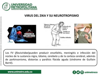 VIRUS DEL ZIKA Y SU NEUROTROPISMO
Los FV (flaviviridae)pueden producir encefalitis, meningitis e infección del
núcleo de la sustancia nigra, tálamo, cerebelo y de la corteza cerebral, además
de parkinsonismo, distonías y parálisis flácida aguda (síndrome de Guillain
Barré).
 