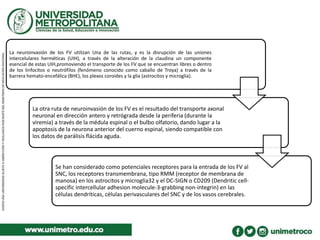 La neuroinvasión de los FV utilizan Una de las rutas, y es la disrupción de las uniones
intercelulares herméticas (UIH), a través de la alteración de la claudina un componente
esencial de estas UIH,promoviendo el transporte de los FV que se encuentran libres o dentro
de los linfocitos o neutrófilos (fenómeno conocido como caballo de Troya) a través de la
barrera hemato-encefálica (BHE), los plexos coroides y la glía (astrocitos y microglia).
La otra ruta de neuroinvasión de los FV es el resultado del transporte axonal
neuronal en dirección antero y retrógrada desde la periferia (durante la
viremia) a través de la médula espinal o el bulbo olfatorio, dando lugar a la
apoptosis de la neurona anterior del cuerno espinal, siendo compatible con
los datos de parálisis flácida aguda.
Se han considerado como potenciales receptores para la entrada de los FV al
SNC, los receptores transmembrana, tipo RMM (receptor de membrana de
manosa) en los astrocitos y microglía32 y el DC-SIGN o CD209 (Dendritic cell-
specific intercellular adhesion molecule-3-grabbing non-integrin) en las
células dendríticas, células perivasculares del SNC y de los vasos cerebrales.
 