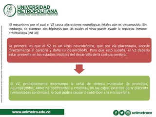 El mecanismo por el cual el VZ causa alteraciones neurológicas fetales aún es desconocido. Sin
embargo, se plantean dos hipótesis por las cuales el virus puede evadir la repuesta inmune
trofoblástica (INF λl):
La primera, es que el VZ es un virus neurotrópico, que por vía placentaria, accede
directamente al cerebro y daña su desarrollo45. Para que esto suceda, el VZ debería
estar presente en los estadios iniciales del desarrollo de la corteza cerebral.
El VZ, probablemente interrumpe la señal de síntesis molecular de proteínas,
neuropéptidos, ARNs no codificantes o citocinas, en las capas externas de la placenta
(vellosidades coriónicas), lo cual podría causar o contribuir a la microcefalia.
 