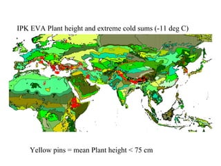 IPK EVA Plant height and extreme cold sums (-11 deg C) Yellow pins = mean Plant height < 75 cm 