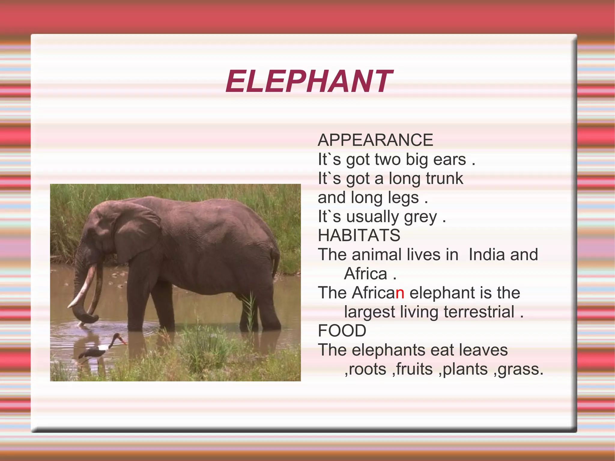 ELEPHANT APPEARANCE