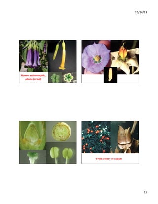 10/14/13	
  

Flowers	
  ac+nomorphic,	
  	
  
plicate	
  (in	
  bud)	
  

Fruit a berry or capsule	


11	
  

 