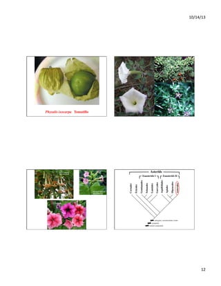 10/14/13	
  

Physalis ixocarpa Tomatillo	


12	
  

 