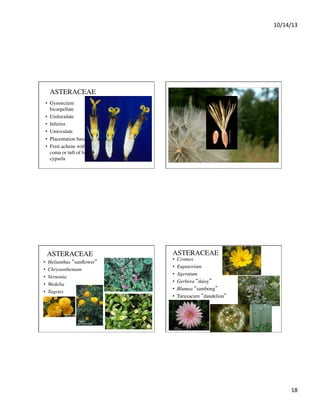 10/14/13	
  

ASTERACEAE	

•  Gynoecium
bicarpellate	

•  Uniloculate	

•  Inferior	

•  Uniovulate	

•  Placentation basal	

•  Fruit achene with
coma or tuft of hairà
cypsela	


ASTERACEAE	

• 
• 
• 
• 
• 

Helianthus “sunﬂower”	

Chrysanthemum	

Vernonia	

Wedelia	

Tagetes	


ASTERACEAE	

• 
• 
• 
• 
• 
• 

Cosmos	

Eupatorium	

Ageratum	

Gerbera “daisy”	

Blumea “sambong”	

Taraxacum “dandelion” 	


18	
  

 
