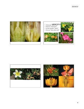 10/14/13	
  

• 
• 
• 
• 

APOCYNACEAE	

Allamanda “yellow bell”	

Plumeria “kalachuchi”	

Nerium oleander “adelfa”	

Thevetia “false yellow bell”	


retinaculum

	


4	
  

 
