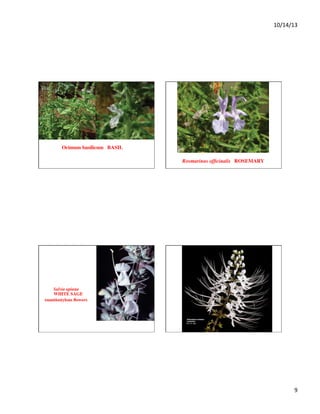 10/14/13	
  

Ocimum basilicum BASIL	

Rosmarinus ofﬁcinalis ROSEMARY	


Salvia apiana 
WHITE SAGE	

enantiostylous ﬂowers	


9	
  

 