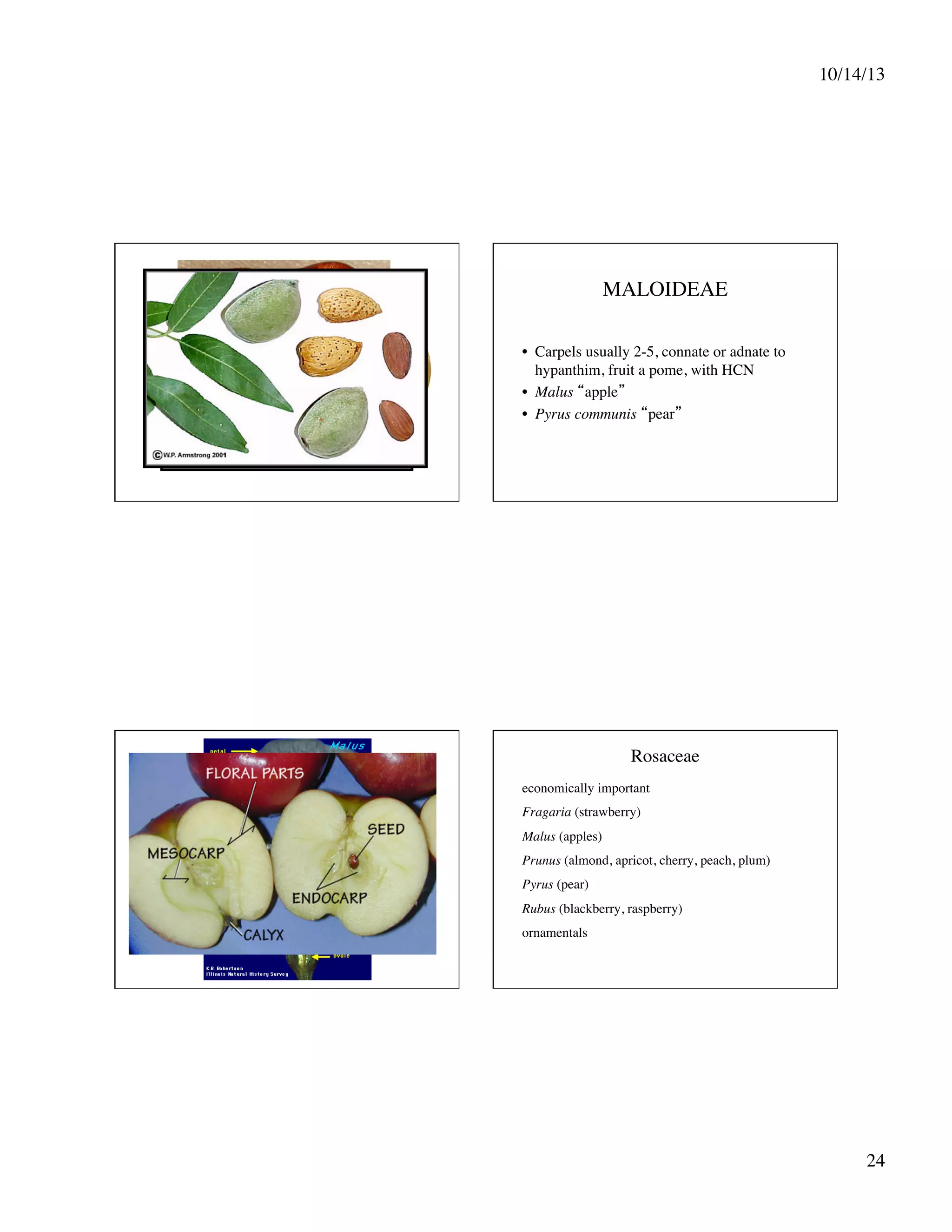 10/14/13
	


MALOIDEAE
	

•  Carpels usually 2-5, connate or adnate to
hypanthim, fruit a pome, with HCN	

•  Malus “apple”	

•  Pyrus communis “pear”	


Rosaceae
	

economically important 	

Fragaria (strawberry)	

Malus (apples)	

Prunus (almond, apricot, cherry, peach, plum)	

Pyrus (pear)	

Rubus (blackberry, raspberry)	

ornamentals	

	

	

	


24
	


 