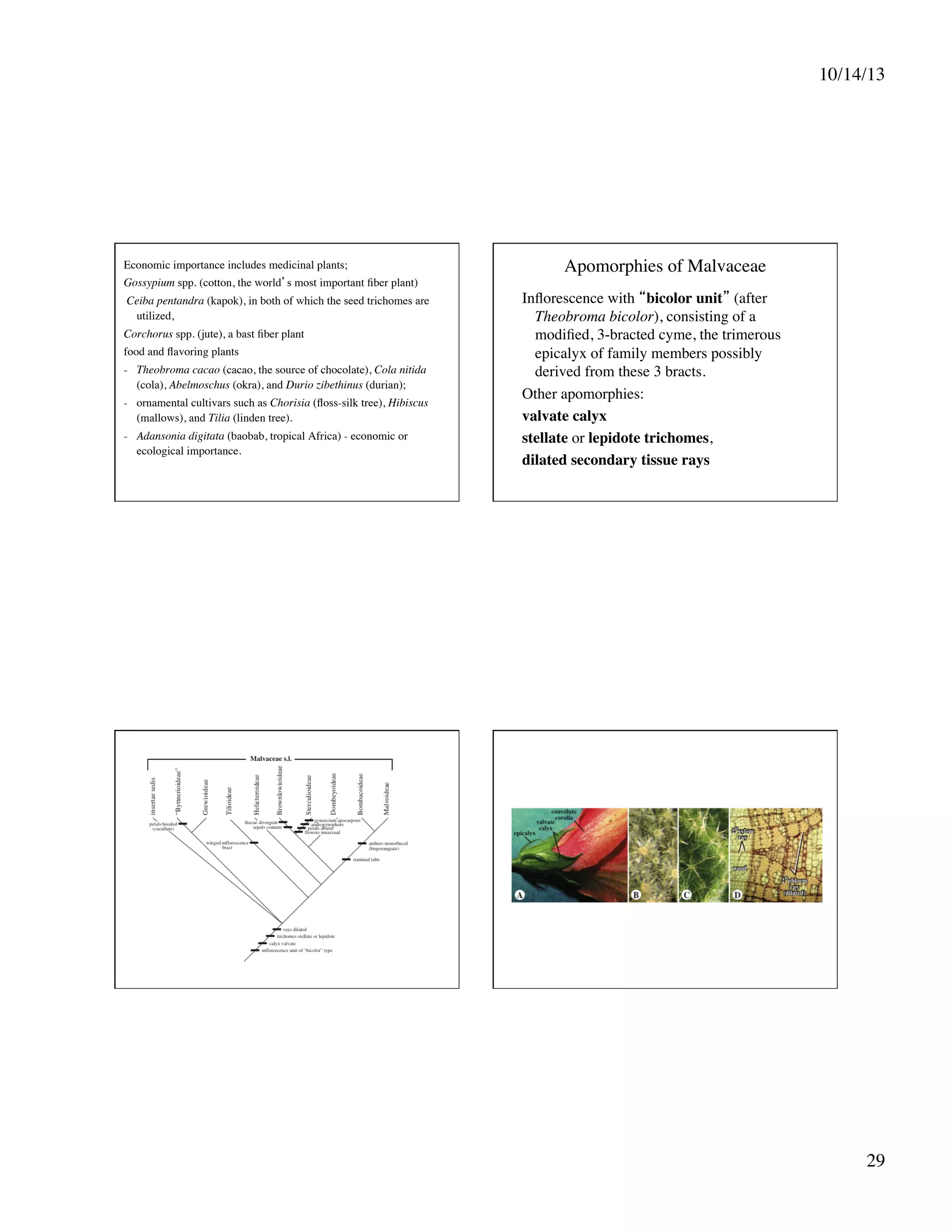 10/14/13
	


Economic importance includes medicinal plants; 	


Apomorphies of Malvaceae
	


Gossypium spp. (cotton, the world’s most important ﬁber plant) 	

Ceiba pentandra (kapok), in both of which the seed trichomes are
utilized, 	

Corchorus spp. (jute), a bast ﬁber plant	

food and ﬂavoring plants	

-  Theobroma cacao (cacao, the source of chocolate), Cola nitida
(cola), Abelmoschus (okra), and Durio zibethinus (durian);	

-  ornamental cultivars such as Chorisia (ﬂoss-silk tree), Hibiscus
(mallows), and Tilia (linden tree). 	

-  Adansonia digitata (baobab, tropical Africa) - economic or
ecological importance.	

	


Inﬂorescence with “bicolor unit” (after
Theobroma bicolor), consisting of a
modiﬁed, 3-bracted cyme, the trimerous
epicalyx of family members possibly
derived from these 3 bracts. 	

Other apomorphies:	

valvate calyx	

stellate or lepidote trichomes,	

dilated secondary tissue rays	

	


29
	


 
