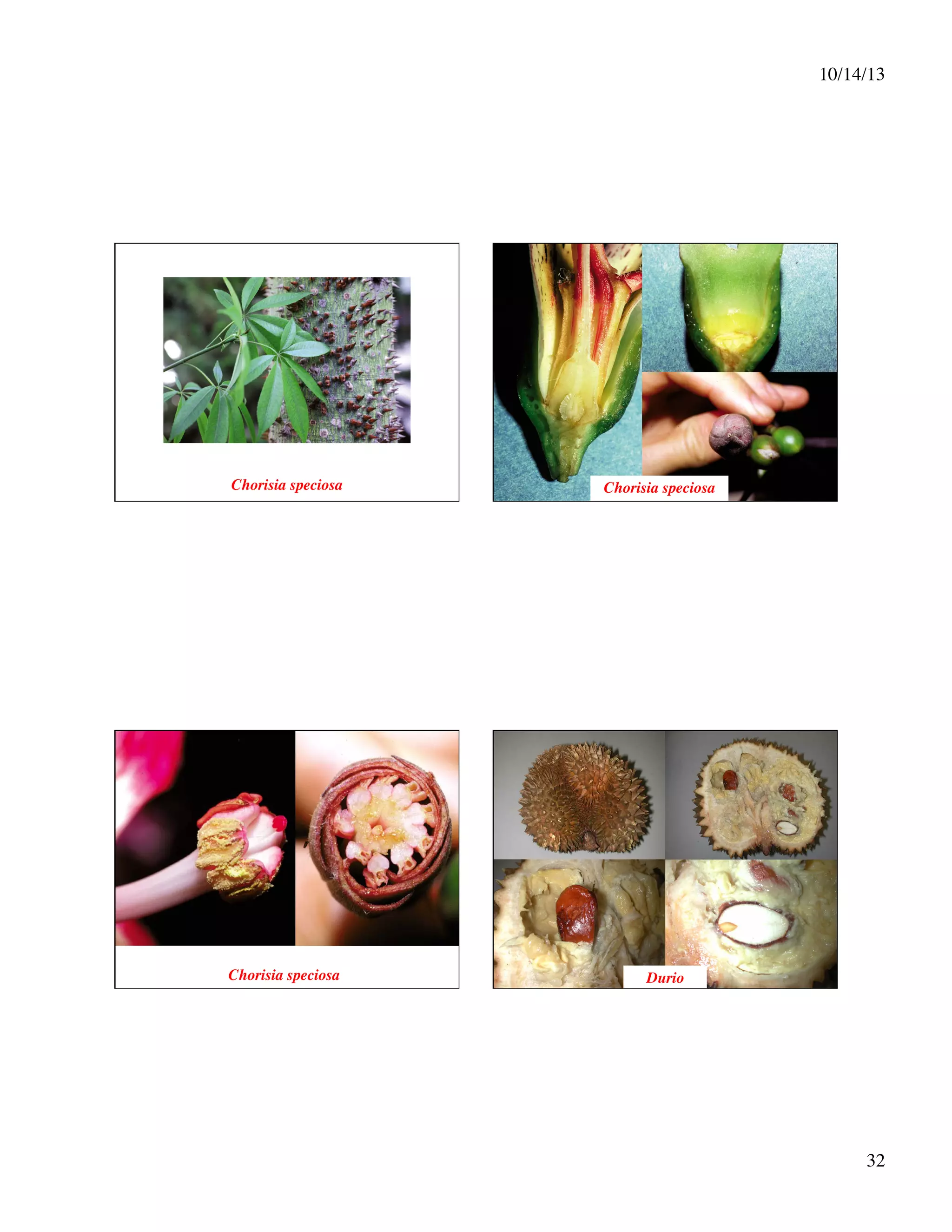 10/14/13
	


Chorisia speciosa
	


Chorisia speciosa
	


Chorisia speciosa
	


Durio
	


32
	


 