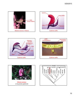 5/20/2013
10
style
(ovary hidden)
Wisteria sinensis Wisteria
(ovary hidden)
banner
wing petals
Erythrina caffra
stamens
calyx
stamens
connate:
diadelphous
(9+1)
style
Erythrina caffra
pistil removedstipe
ovary
style
pistil
unicarpellous
placentation
marginal
(l s )
Erythrina caffra
(l.s.)
(c.s.)
Clitoria mariana
-a resupinate papilionoid
 