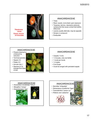 5/20/2013
17
Theobroma
cacao
Cacao, source
of chocolate
ANACARDIACEAE
• Trees
• Resin caustic, turns black upon exposure
• Terpenes, tannins, oleoresins (phenolic
compounds that cause contact dermatitis)compounds that cause contact dermatitis),
biflavones
• Leaves usually alternate, may be opposite
• Simple or compound
• Exstipulate
ANACARDIACEAE
• Flowers bisexual or
unisexual by
reduction
• Terminal panicles
• Sepals 3 5• Sepals 3-5
• Petals 3-5
• Annular disc +
• Stamens 5-10,
emerge from base
of disc
ANACARDIACEAE
• Carpels 1-3-(5)
• 1-3 locules, only one fertile
• 1 ovule per locule• 1 ovule per locule
• 1-3 styles
• Fruit drupe
• Could be winged with persistent sepals
ANACARDIACEAE
• Anacardium occidentale “kasuy”
• Mangifera “mango”
• Dracontomelon “dao”
ANACARDIACEAE
• Spondias “siniguelas”
• Semecarpus cuneiformis “ligas”
• Toxicodendron “poison ivy”
• Pistacia vera “pistachio”p
 