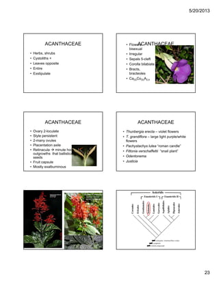 5/20/2013
23
ACANTHACEAE
• Herbs, shrubs
• Cystoliths +
• Leaves opposite• Leaves opposite
• Entire
• Exstipulate
ACANTHACEAE• Flowers
bisexual
• Irregular
• Sepals 5-cleft
C ll bil bi t• Corolla bilabiate
• Bracts,
bracteoles
• Ca(5)Co(5)A2,4
ACANTHACEAE
• Ovary 2-loculate
• Style persistent
• 2-many ovules2 many ovules
• Placentation axile
• Retinacula minute hook-like
outgrowths that ballistically disperse
seeds
• Fruit capsule
• Mostly exalbuminous
ACANTHACEAE
• Thunbergia erecta – violet flowers
• T. grandiflora – large light purple/white
flowersflowers
• Pachystachys lutea “roman candle”
• Fittonia verschaffeltii “snail plant”
• Odentonema
• Justicia
 