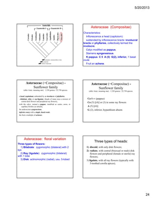 5/20/2013
24
Asteraceae (Compositae)
Characteristics:
Inflorescence a head (capitulum):
subtended by inflorescence bracts: involucral
bracts or phyllaries, collectively termed the
involucre.
Calyx modified as pappus.
Stamens syngenesious.
K pappus C 5 A (5) G(2), inferior, 1 basal
ovule
Fruit an achene.
Asteraceae (=Compositae) -
Sunflower family
(after Aster, meaning star). 1,528 genera / 22,750 species.
a head (capitulum) subtended by an involucre of phyllaries,
--bilabiate, disk, or ray/ligulate, (heads of many taxa a mixture of
t l di k fl d i h l fl )central disk flowers and peripheral ray flowers),
with the calyx, termed a pappus, modified as scales, awns, or
capillary bristles (or absent),
the androecium syngenesious,
inferior ovary with a single, basal ovule,
the fruit a multiple of achenes.
Asteraceae (=Compositae) -
Sunflower family
(after Aster, meaning star). 1,528 genera / 22,750 species.
Ca 0-∞ (pappus)
Co (5) [(4)] or (3) in some ray flowers
A (5) [(4)]
G (2), inferior, hypanthium absent.
Asteraceae: floral variation
Three types of flowers:
1) Bilabiate: zygomorphic (bilateral) with 2
lips
2) Ray (ligulate): zygomorphic (bilateral)
with 1 lobe
3) Disk: actinomorphic (radial), usu. 5-lobed
Three types of heads:
1) discoid, with only disk flowers;
2) radiate, with central (bisexual or male) disk
flowers and peripheral (female or sterile) ray
flowers;flowers;
3) ligulate, with all ray flowers (typically with
5-toothed corolla apices);
 