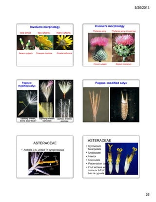 5/20/2013
26
Involucre morphology
one whorl two whorls many whorls
Senecio vulgaris Coreopsis maritima Encelia californica
Phyllaries spiny
Involucre morphology
Phyllaries spiny & squarrose
Circium vulgare Silybum marianum
Pappus:
modified calyx
capillary bristles:
barbellate
capillary bristles:
plumose
beak
capillary bristles,
borne atop "beak"
Pappus: modified calyx
ASTERACEAE
• Anthers 3-5, united syngenesious
ASTERACEAE
• Gynoecium
bicarpellate
• Uniloculate
• InferiorInferior
• Uniovulate
• Placentation basal
• Fruit achene with
coma or tuft of
hair cypsela
 
