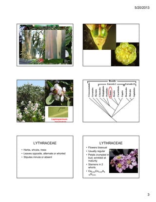 5/20/2013
3
Leptospermum
laevigatum
LYTHRACEAE
• Herbs, shrubs, trees
• Leaves opposite, alternate or whorled
• Stipules minute or absent• Stipules minute or absent
LYTHRACEAE
• Flowers bisexual
• Usually regular
• Petals crumpled in
b d i kl d tbud, wrinkled at
maturity
• Stamens in 2
whorls
• Ca4,6,8Co4,6,8A8-
16G(2-6)
 