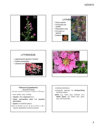5/20/2013
4
LYTHRACEAE
• Ovary superior
• 2-6 locules and
carpels
Pl t ti il• Placentation axile
• Fruit berry or
capsule
• Exalbuminous
LYTHRACEAE
• Lagerstroemia speciosa “banaba”
• Cuphea hyssopifolia
• Lawsonia inermis “henna”• Lawsonia inermis henna
Fabaceae (Leguminosae)
- Bean/Pea family
(after faba, Latin name for broad bean). 643 genera / 18,000 species
• trees, shrubs, vines, or herbs,
• stipulate, often compound leaves
Si l i ll i il i h i l• Single, unicarpellous pistil with marginal
placentation
• legume (or modified legume)
Ca 5 or (5) Co 5 or (5) A 10 or (10) to ∞ G 1
superior, hypanthium sometimes present
worldwide distribution
ecologically important for nitrogen-fixing
rhizobial nodules
pulses (e.g., beans, peas, soybeans, etc.),
fodder plants, oils, timber trees, gums,
dyes and insecticidesdyes, and insecticides.
 