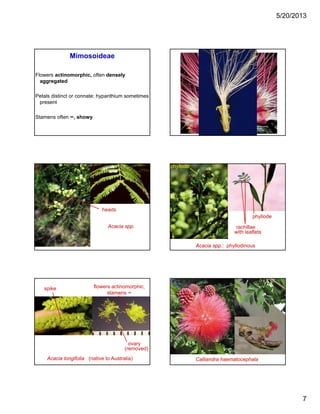 5/20/2013
7
Flowers actinomorphic, often densely
aggregated
Mimosoideae
Petals distinct or connate; hypanthium sometimes
present
Stamens often ∞, showy
Acacia spp.
heads
phyllode
Acacia spp.: phyllodinous
phyllode
rachillae
with leaflets
spike flowers actinomorphic,
stamens ∞
Acacia longifolia (native to Australia)
ovary
(removed)
Calliandra haematocephala
 