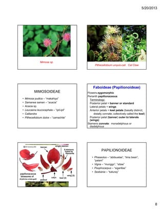 5/20/2013
8
Mimosa sp.
Pithecellobium unquis-cati Cat Claw
MIMOSOIDEAE
• Mimosa pudica – “makahiya”
• Samanea saman – “acacia”
• Acacia sp• Acacia sp.
• Leucaena leucocephala – “ipil-ipil”
• Calliandra
• Pithecellobium dulce – “camachile”
Flowers zygomorphic
Perianth papilionaceous
Terminology:
Posterior petal = banner or standard
L t l t l i
Faboideae (Papilionoideae)
Lateral petals = wings
Anterior petals = keel petals (basally distinct;
distally connate; collectively called the keel)
Posterior petal (banner) outer to laterals
(wings)
Stamens connate: monadelphous or
diadelphous
PAPILIONOIDEAE
• Phaseolus – “abitsuelas”, “lima bean”,
“patani”
• Vigna – “munggo” “sitaw”Vigna munggo , sitaw
• Psophocarpus – “sigarillas”
• Sesbania – “katuray”
 