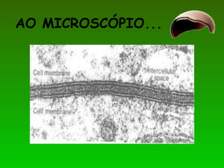 AO MICROSCÓPIO...
 