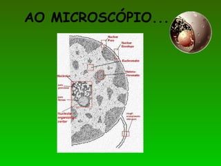 AO MICROSCÓPIO...
 