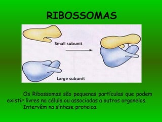 RIBOSSOMAS
Os Ribossomas são pequenas partículas que podem
existir livres na célula ou associadas a outros organelos.
Intervêm na síntese proteica.
 