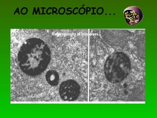 AO MICROSCÓPIO...
 