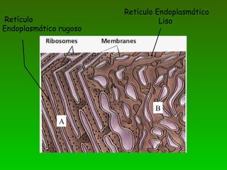 Retículo Endoplasmático
LisoRetículo
Endoplasmático rugoso
A
A
B
 