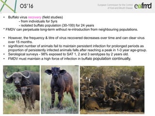 Open	Session	of	the	EuFMD	-	Cascais	–Portugal	26-28	October	2016	
•  Buffalo virus recovery (field studies)
- from individ...