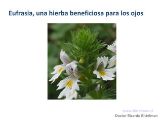 Eufrasia, una hierba beneficiosa para los ojos

www.bittelman.cl
Doctor Ricardo Bittelman

 