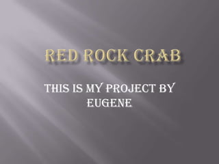 Red Rock Crab This is my project by Eugene 